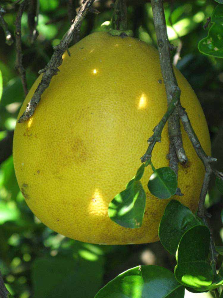            Fruit (Winter Haven, FL)   